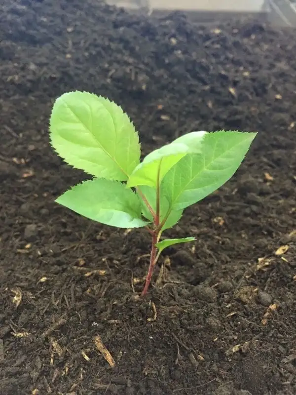 PREMIUM SCREENED TOPSOIL $25/yrd in Plants, Fertilizer & Soil in Saskatoon - Image 4