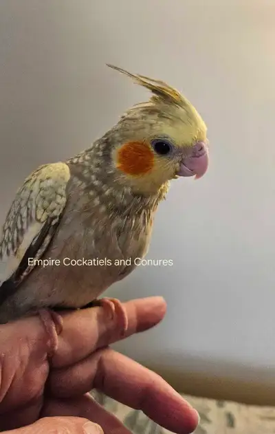 Female Cockatiel Baby, View more