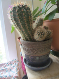 Cactus magnifique avec petits cactus (joli pot inclus)
