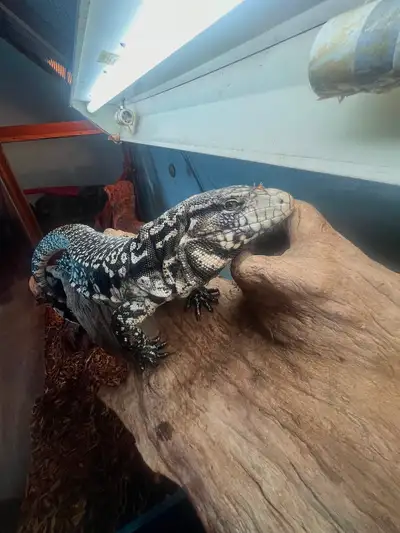 Male Argentine black and white tegu, View more