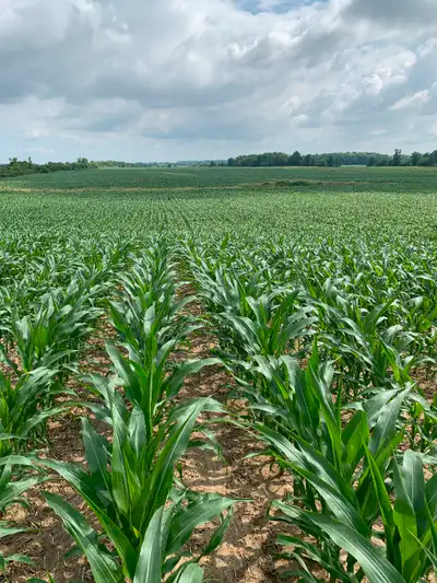Hello, Our family is looking for additional farmland to rent long term in the Caledonia, Hamilton, B...