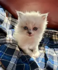 Purebred Ragdoll Kittens-READY NOW!-2 gorgeous males left!