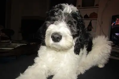 Male Sheepadoodle Puppy, View more