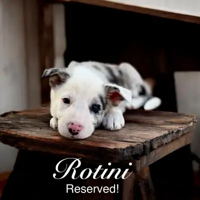 Smooth Coat Border Collies Blue Merle Health Tested, View more
