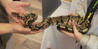 Male ball python + 50 Gal enclosure 