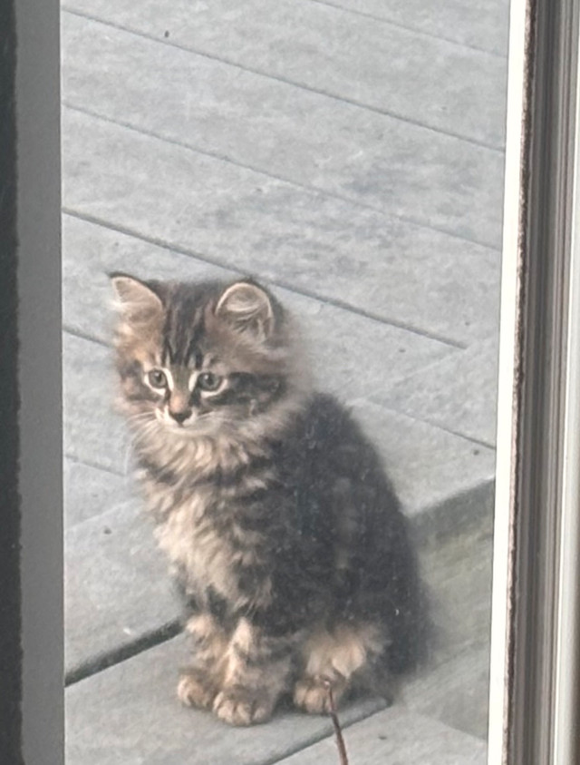 Kittens for sale in Cats & Kittens for Rehoming in Cambridge