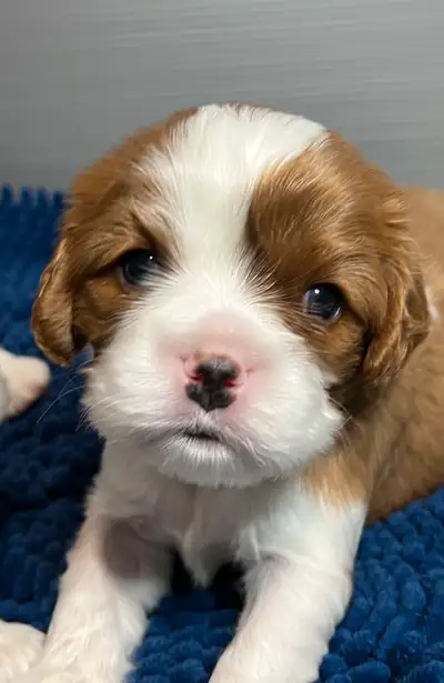 CKC Cavalier puppies, View more