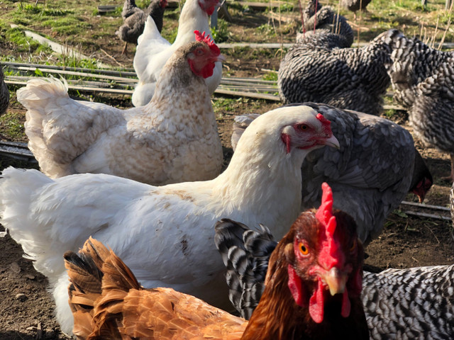 Chicken eggs in Livestock in Barrie - Image 2