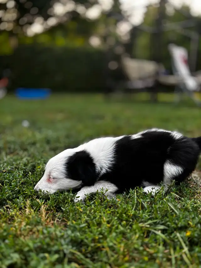 Border Collie X puppies in Dogs & Puppies for Rehoming in Ottawa - Image 7