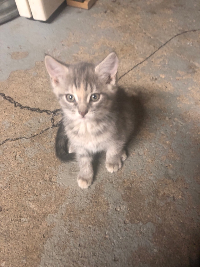 kitten ready for new home in Cats & Kittens for Rehoming in Edmonton - Image 4