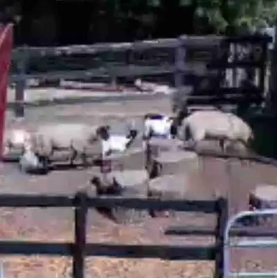 6 Month Old Lambs, 2 Available, $350 Each, View more