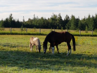 Outdoor Horse Boarding