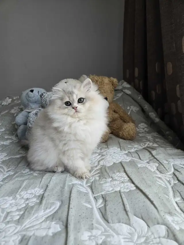 British long hair blue golden kittens in Cats & Kittens for Rehoming in City of Montréal - Image 6