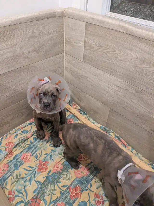 Cane Corso pups,, gray, blue, brindle , formentino in Dogs & Puppies for Rehoming in Markham / York Region - Image 18