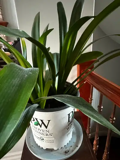 Clivia plant, View more