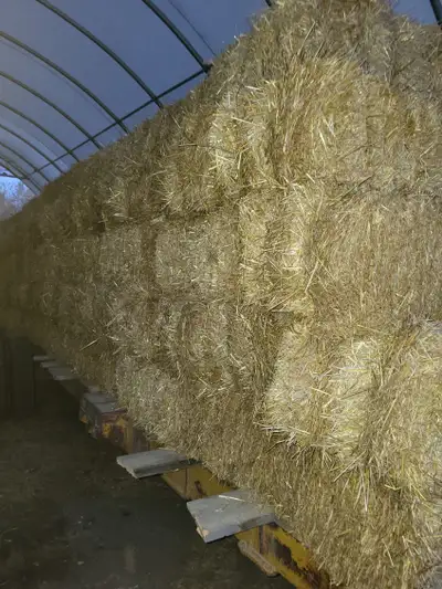 Wheat straw bales 5 miles east of Saskatoon. Straw is off a conventional combine and stored indoors