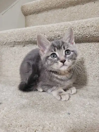 *I'm not making reservations* *360/each if adopted today!* One female left! Mom is a British/Lynx, d...