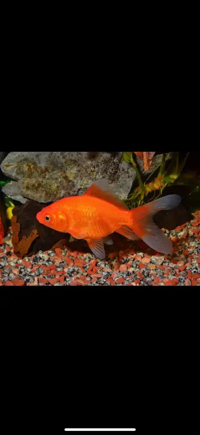 gold fish, View more