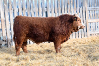 Low Birthweight Simmental Yearling Bull