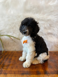  Beautiful UKC Registered Standard Poodle Puppies