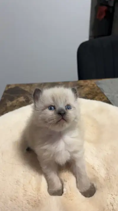 Adorables chatons type Highland Lynx (mix) Réservation ouverte, View more