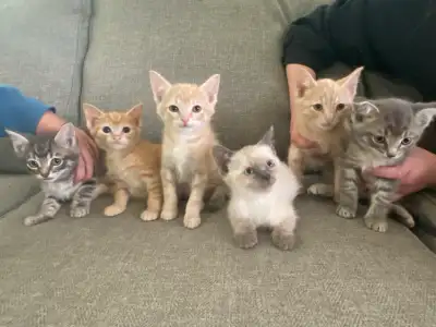 Sweet Kittens available for forever homes!, View more