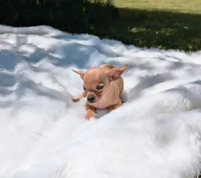 Chihuahua Pups Ready Now (both males), View more