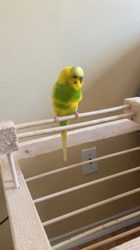 Budgie for sale