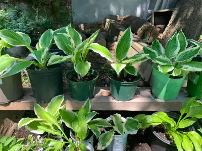 Hosta Plants - Perennials, View more