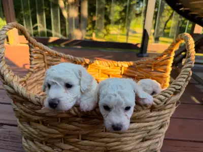 Bichon Frise x Toy Poodle Puppies Ready for Their New Families!, View more