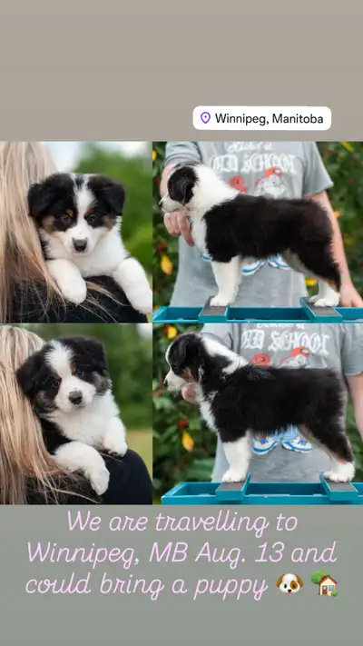 CKC Miniature American Shepherd puppies, View more