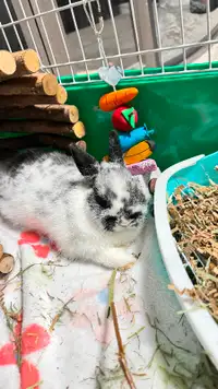 Netherland dwarf including cage and other supplies