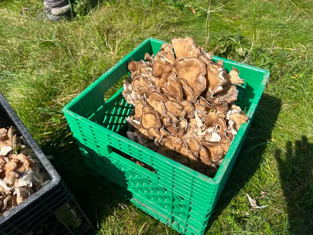 Fresh Maitake mushrooms for sale. $10 per pound.