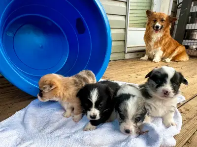 Fluffy Pembroke Welsh Corgi Puppies (2 litters), View more