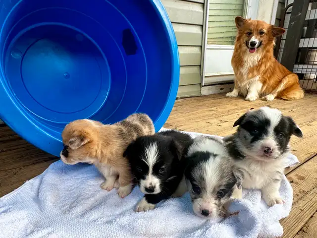 Fluffy Pembroke Welsh Corgi Puppies (2 litters) in Dogs & Puppies for Rehoming in Edmonton - Image 2