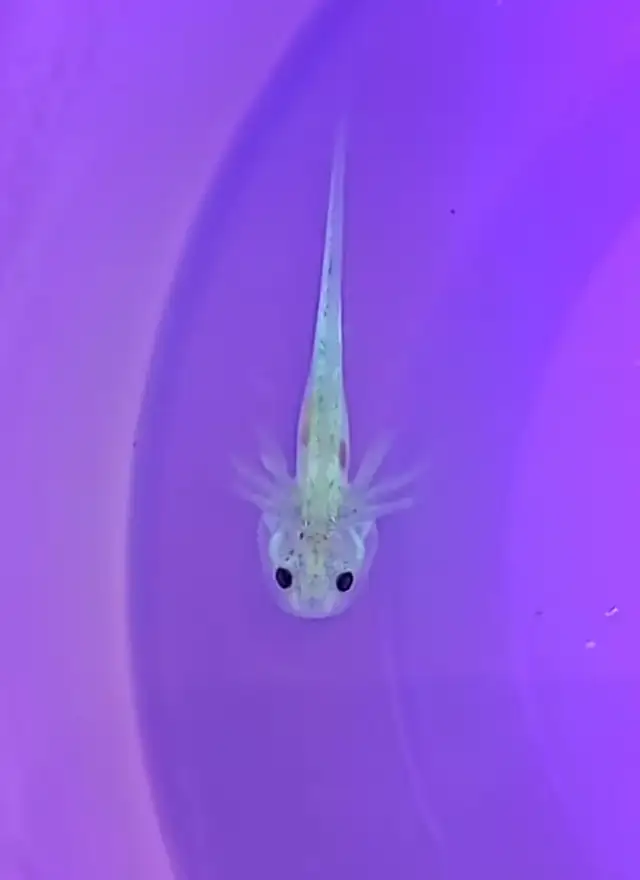 Aquarium Axolotl in Fish for Rehoming in Oakville / Halton Region - Image 6