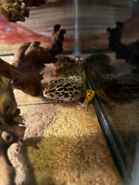 leopard gecko