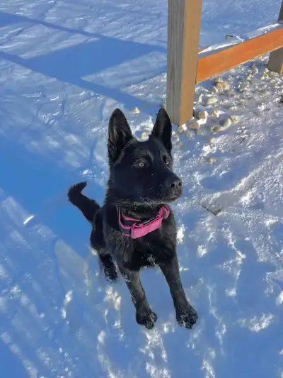 *Priced to sell!* Open to offers Hi there! Welcome to Kluger K9. I am a registered member and Kennel...