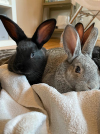 Rabbits and baby bunnies