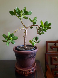 Lucky Jade Tree Bonsai Plant (Jade Plant/Crassula Ovata)