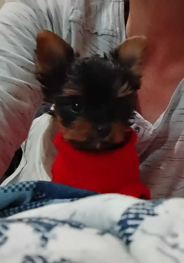 Yorkshire Terrier miniatures in Dogs & Puppies for Rehoming in Gatineau - Image 8