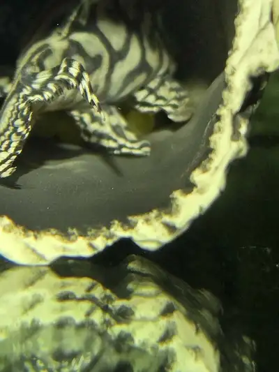 l236 sw pleco, View more