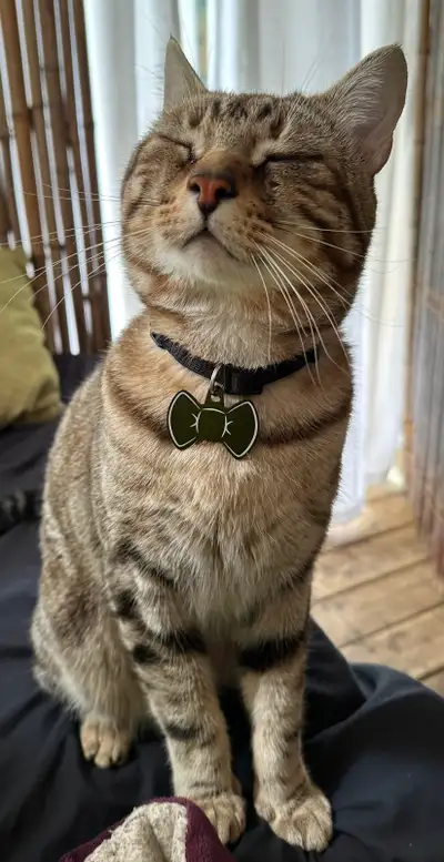 **IF SEEN PLEASE CONTACT** This is Pip. He was last seen June 9th at about 9pm. He is friendly but c...