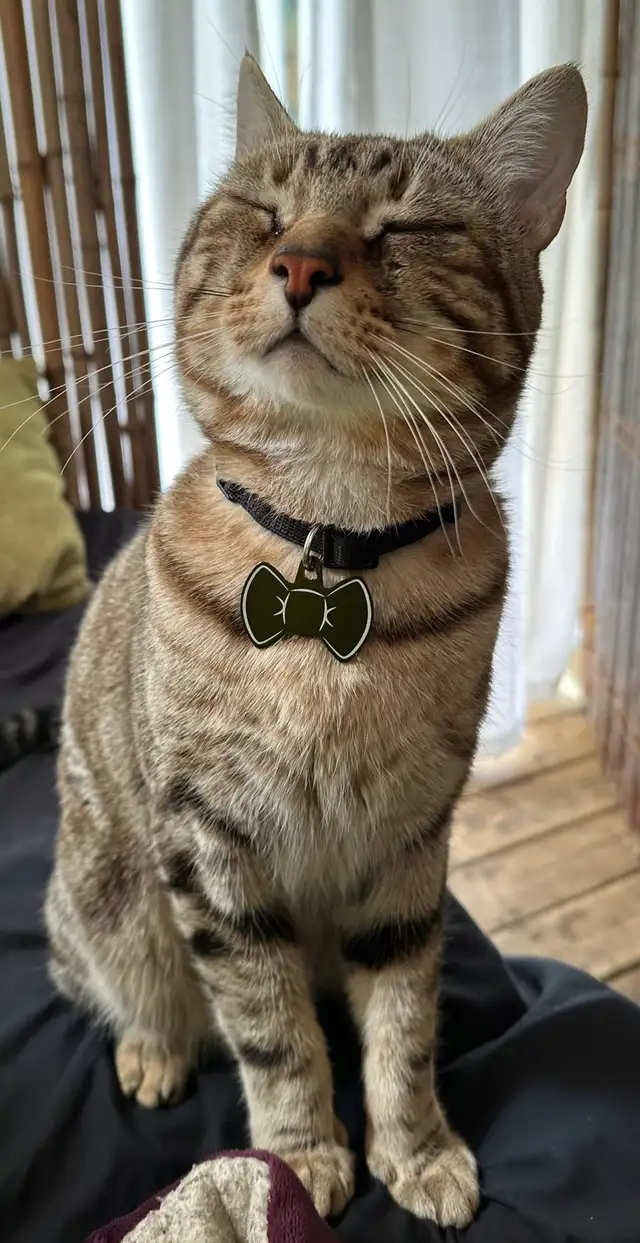 **LOST CAT**479552929520701440