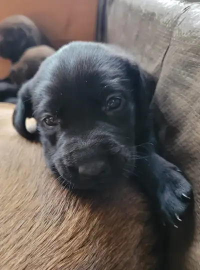 Purebred lab puppies, View more