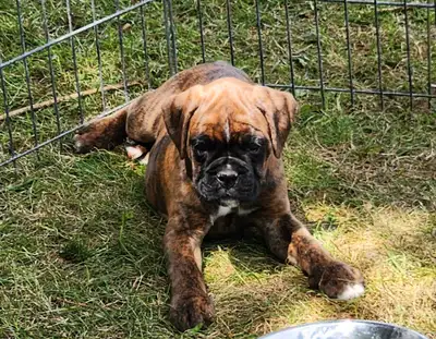 European Boxer Puppies - Ready to Go, View more
