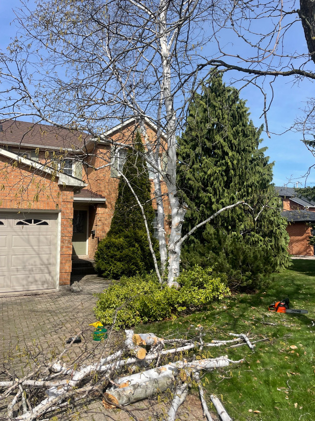 Cutting trees in Plants, Fertilizer & Soil in Mississauga / Peel Region