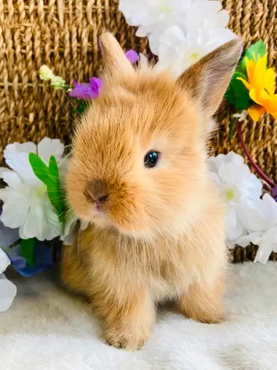 **RESERVED** Adorable Female Lionhead/Holland Lop Bunny!, View more