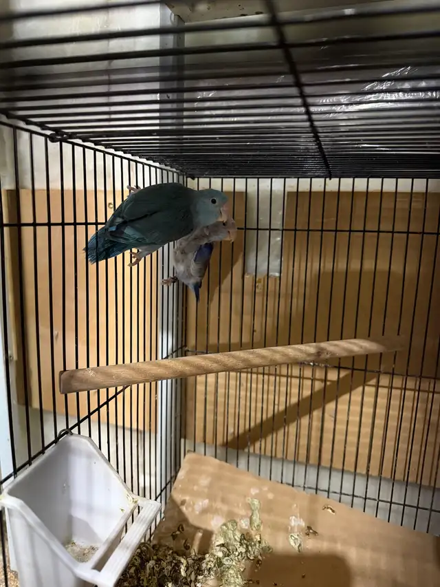 parrotlets pair  in Birds for Rehoming in Abbotsford - Image 3