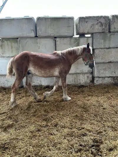 Belgian gelding , View more